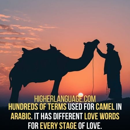 Arabic words use about three, four, or five letter roots to make a word.