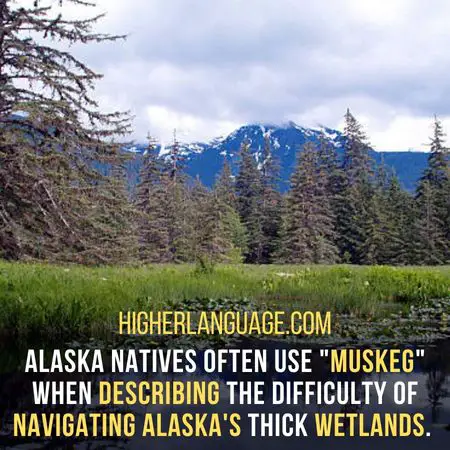 Alaska natives often use "muskeg" when describing the difficulty of navigating Alaska's thick wetlands. - Alaska Slang Words And Phrases.