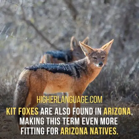 Kit foxes are also found in Arizona, making this term even more  fitting for Arizona natives. - Arizona Slang Word And Phrases.