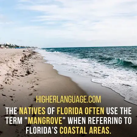 The natives of Florida often use the term "Mangrove" when referring to Florida’s coastal areas. - Florida Slang Words And Phrases.