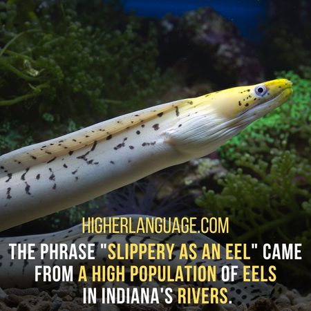 The phrase "slippery as an eel" came from a high population of eels in Indiana's rivers. - Indiana Slang Words And Phrases.