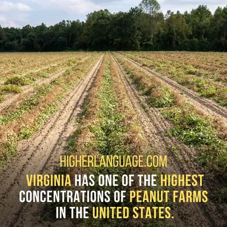 Virginia has one of the highest concentrations of peanut farms in the United States. - Virginia Slang Words And Phrases.