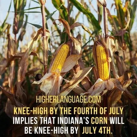 Knee-high by the fourth of July implies that Indiana’s corn will be knee-high by  July 4th. - Indiana Slang Words And Phrases.