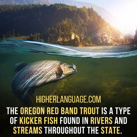 The Oregon red band trout is a type of kicker fish found in rivers and streams throughout the state. - Oregon Slang Words And Phrases.