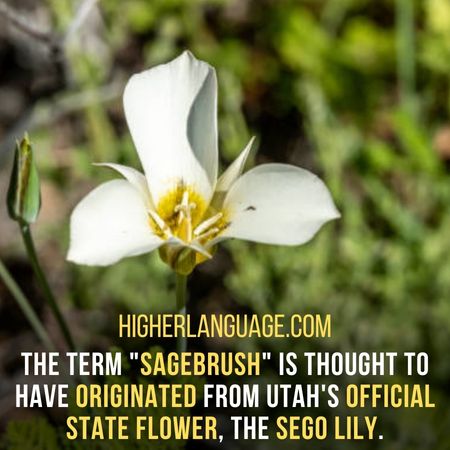 The term "sagebrush" is thought to have originated from Utah's official state flower, the sego lily. - Utah Slang Words And Phrases.