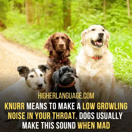 Knurr – Verb Meaning To Growl Low In The Throat