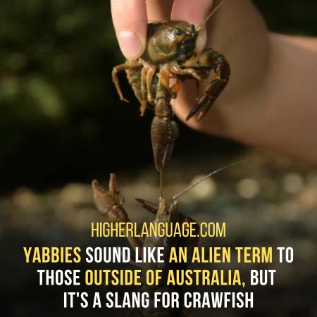 12 Unique Slang Words For Crawfish