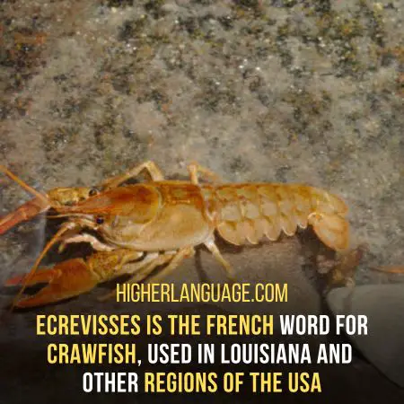 Ecrevisses – French For "Crawfish"