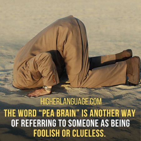 Pea Brain - Slang Words For Stupid