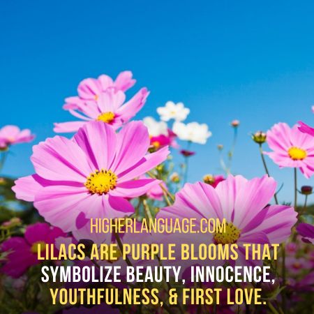 Lilacs - Slang Words For Flowers