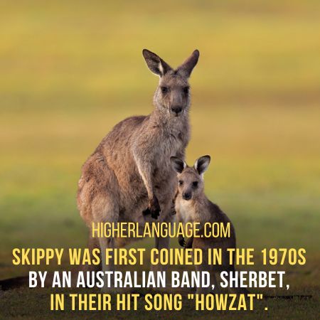 Explore Some Of The Most Common Slang Words for Kangaroo