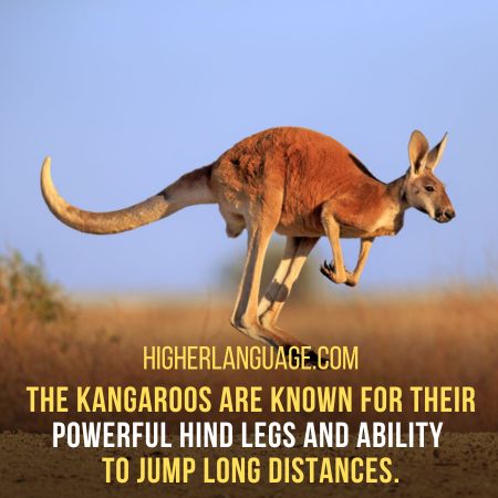 Kangaroo - Slang Words For Kangaroo